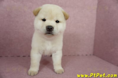 04/26白色柴犬公幼犬(屏東內埔)2