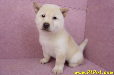 05/24白色柴犬公幼犬(新北新莊)10