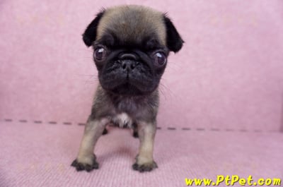 09/08巴哥母幼犬3號(新北五股)3