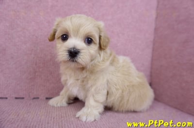 11/06馬爾泰迪母幼犬(屏東竹田)5