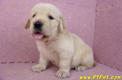 07/18黃金獵犬公幼犬6號(桃園平鎮)8