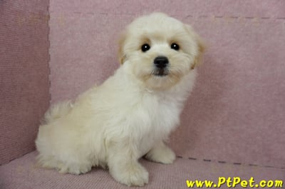 01/10奶油色馬爾泰迪公幼犬(花蓮壽豐)6