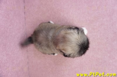 09/06棕北京狗公幼犬(宜蘭市)11