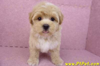 08/06奶油色馬爾泰迪公幼犬1號(桃園中壢)2