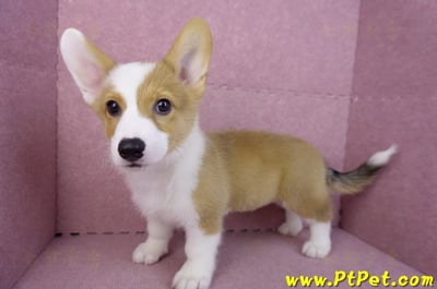 09/22雙色柯基犬公幼犬(高雄前金)11