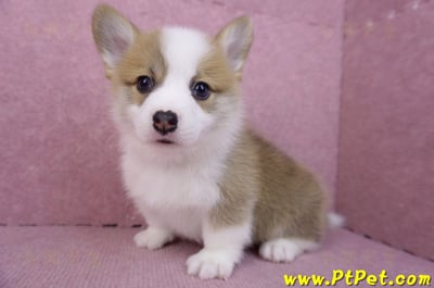 08/03雙色柯基犬公幼犬2號(屏東萬丹)11