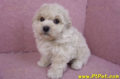 12/10馬爾泰迪公幼犬1號6