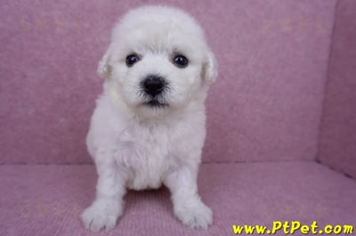 07/22比熊犬公幼犬2號(桃園市)2