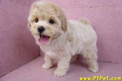 11/23馬爾泰迪公幼犬(高雄)2