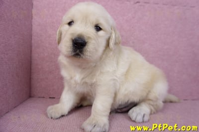 01/10黃金獵犬公幼犬3號6