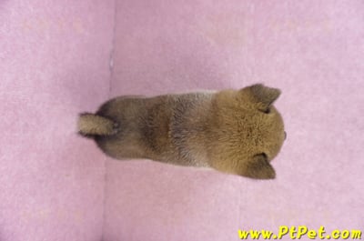 01/11赤色柴犬母幼犬3號(新竹竹北)11