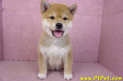 02/06赤色柴犬母幼犬(新竹東區)3