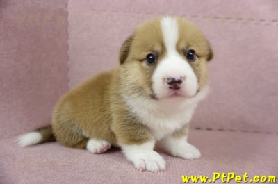 04/01雙色柯基犬公幼犬(屏東九如)3