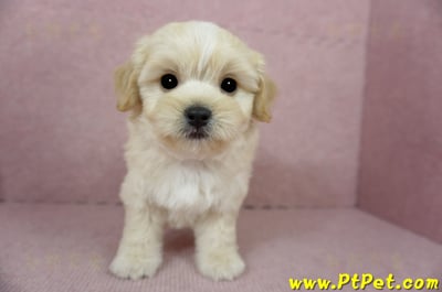 01/10奶油色馬爾泰迪公幼犬2號(花蓮光復)2