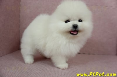 12/27迷你型松鼠白博美公幼犬(高雄前鎮)8