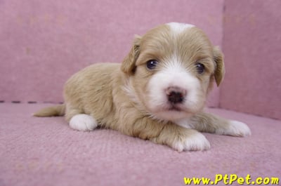 01/30馬爾泰迪公幼犬1號5