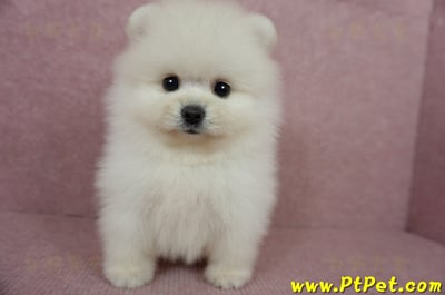 05/22迷你型松鼠白博美公幼犬2號(高雄前鎮)2