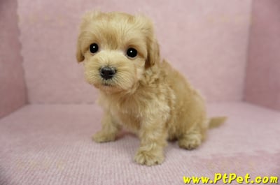 01/15奶油色馬爾泰迪 II 公幼犬(台中西屯)10