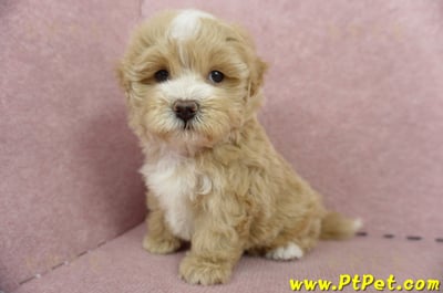 05/05奶油色馬爾泰迪公幼犬(高雄楠梓)9