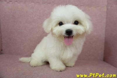 04/17迷你型馬爾濟斯公幼犬(桃園龜山)8