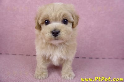 10/18馬爾泰迪公幼犬2號(高雄三民)2