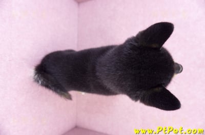 10/15黑色柴犬母幼犬(桃園龜山)11