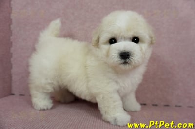 03/11比熊犬公幼犬2號(桃園蘆竹)7