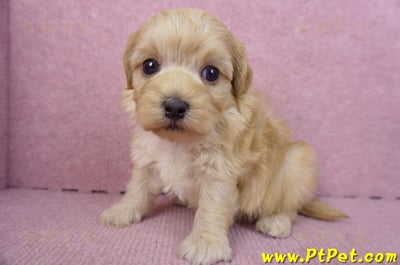 12/10馬爾泰迪公幼犬4號6