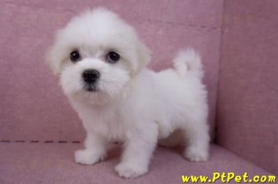 09/21馬爾濟斯母幼犬(花蓮市)7