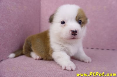 11/02雙色柯基犬公幼犬2號(屏東市)4