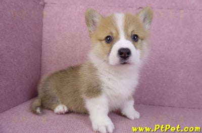 11/05雙色柯基犬公幼犬2號(屏東內埔)5