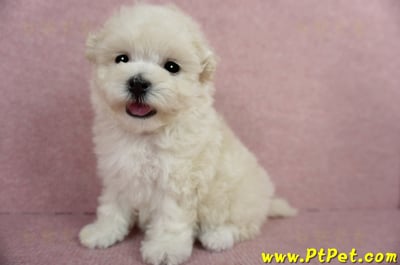 03/31奶油色馬爾泰迪母幼犬2號(屏東市)12