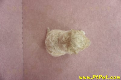 06/04泰迪比熊公幼犬2號(新北新莊)6