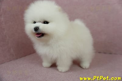 12/27迷你型松鼠白博美公幼犬1號(高雄前鎮)9