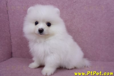 05/22迷你型松鼠白博美公幼犬(高雄美濃)10