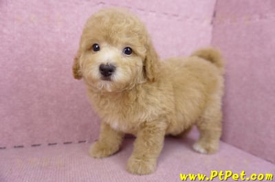 08/10泰迪比熊母幼犬(新北新店)7