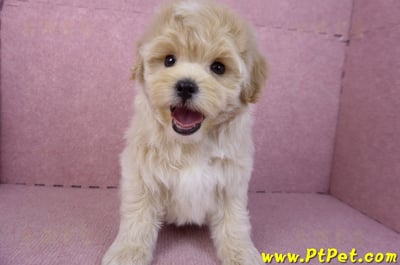 11/23馬爾泰迪公幼犬(高雄)4