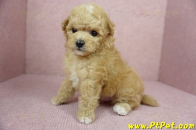 11/26迷你型奶油貴賓公幼犬2號(桃園中壢)7