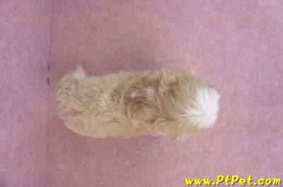 06/25馬爾泰迪母幼犬(高雄鼓山)11