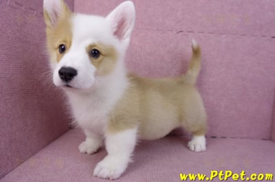 11/05雙色柯基犬公幼犬7