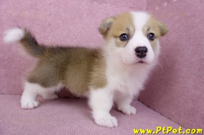 08/03雙色柯基犬公幼犬1號(高雄大樹)6