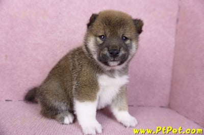 01/11赤色柴犬母幼犬3號4