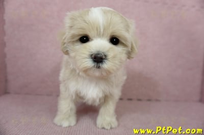 01/15奶油色馬爾泰迪 I 母幼犬(高雄新興)3