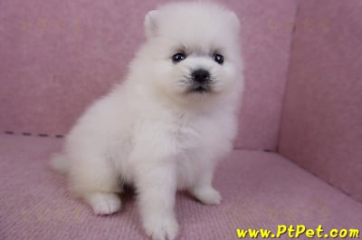 02/10白色松鼠博美母幼犬2號6