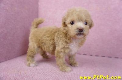 10/13泰迪比熊母幼犬(高雄小港)7