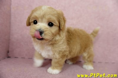 04/23奶油色馬爾泰迪公幼犬1號(新北蘆洲)6