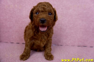 01/26紅貴賓母幼犬(雲林虎尾)3