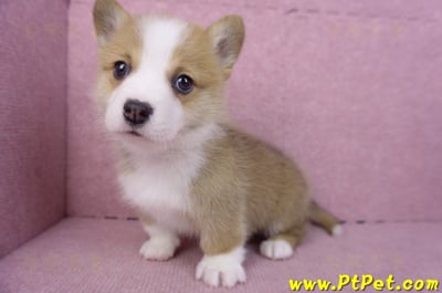 11/30雙色柯基犬公幼犬4號11