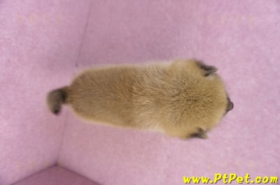 12/10赤色柴犬公幼犬10