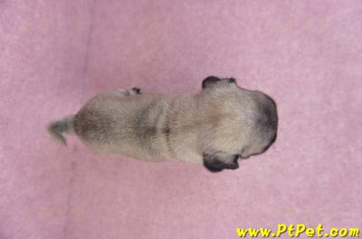 07/27巴哥公幼犬(高雄鳳山)11